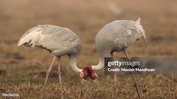 sarus in tandem - whooping crane stock pictures, royalty-free photos & images