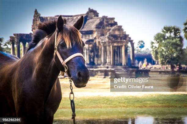 the horse of angkor - olivier faure stock-fotos und bilder