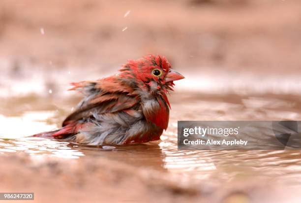 Fire Finch 156 Fire Finch Stock Photos, High-Res Pictures, and Images - Getty Images