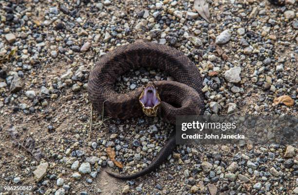 fangy cottonmouth - cottonmouth snake stock pictures, royalty-free photos & images