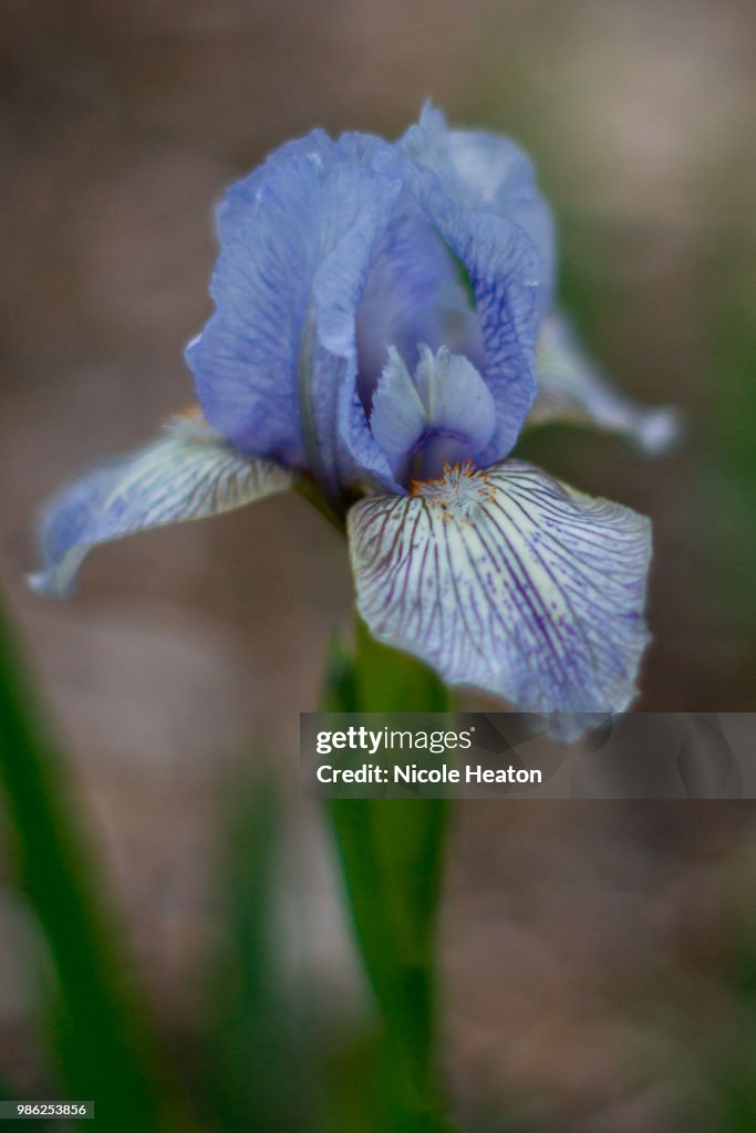 Blue Iris