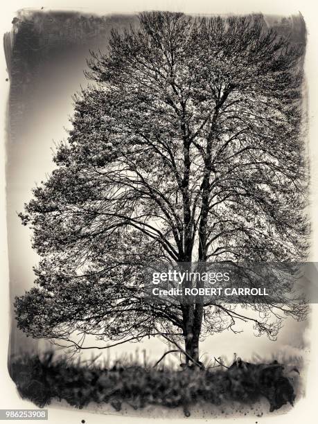 autumn #335 bw - transfer print stock pictures, royalty-free photos & images