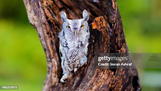 screech owl - アメリカオオコノハズク ストックフォトと画像