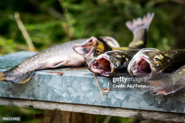 fishes of the day - disembowel stock pictures, royalty-free photos & images