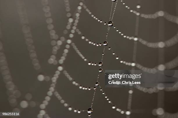 dew web - spider silk fotografías e imágenes de stock