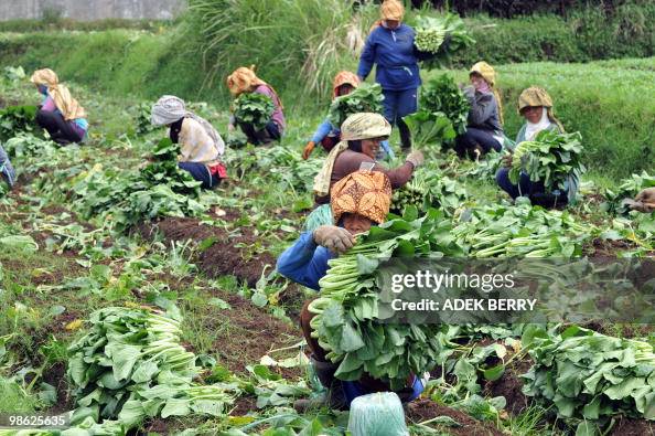 Indonesian peasants work on a farm in Ga Indonesian peasants work on a farm in Ga