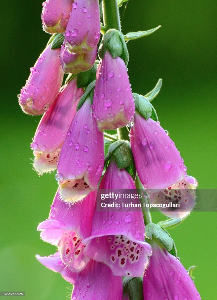 Foxglove after rain