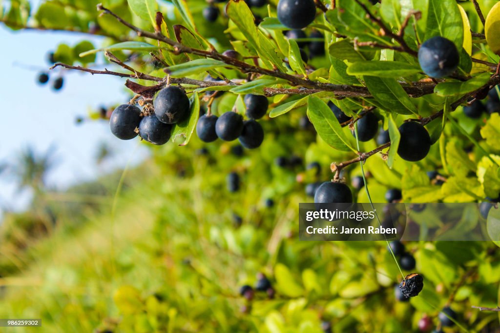 Berries