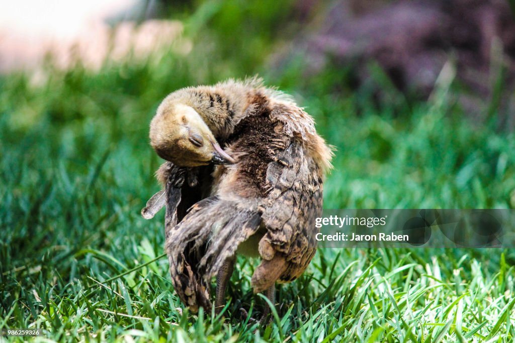 Baby Bird
