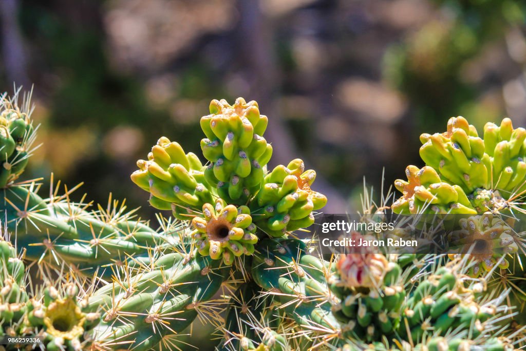 Sharp and prickly