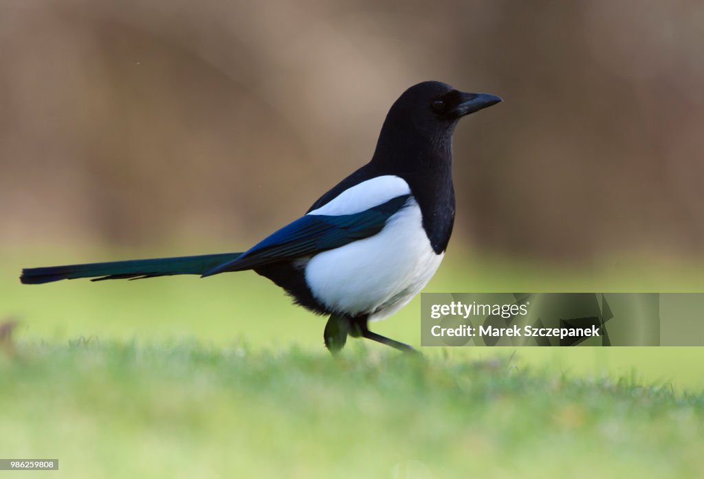 Magpie