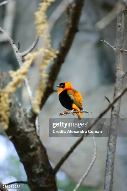 contrast bird - alexandra-weaver stock pictures, royalty-free photos & images
