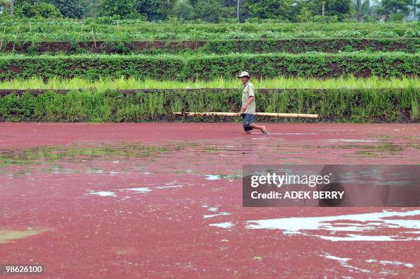 An Indonesian peasant wades through a po An Indonesian peasant wades through a po