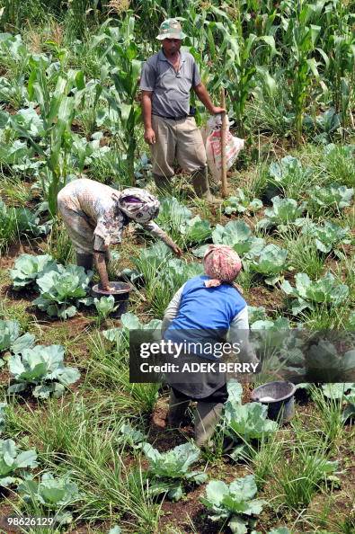 Indonesian peasants work on a farm in Ga Indonesian peasants work on a farm in Ga