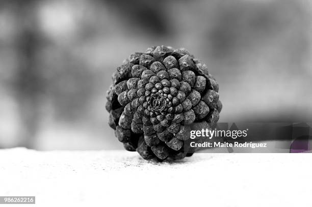 nature pattern - cherimoya stock-fotos und bilder