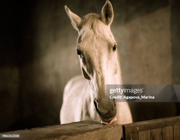 melancholy - horse barn stock pictures, royalty-free photos & images