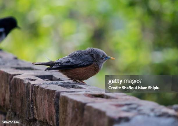 chestnut-tailed starling / grey-headed myna (sturnia malabarica) - malabarica stock pictures, royalty-free photos & images
