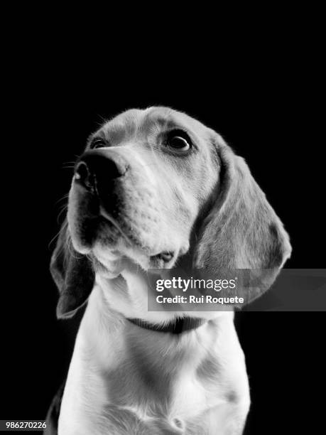 jack the beagle 2 - beagle 2 stock pictures, royalty-free photos & images