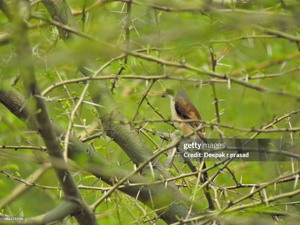 Bay-Backed Shrike