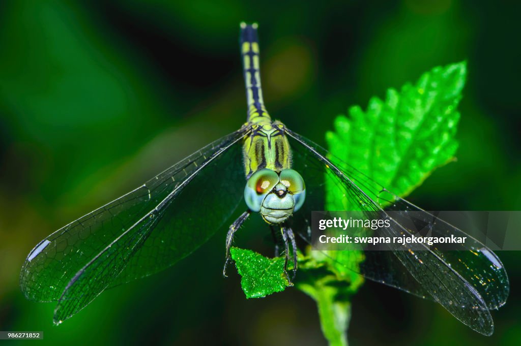 Dragonfly