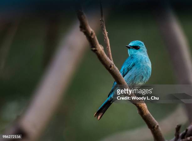 verditer flycatcher - indigo bunting stock pictures, royalty-free photos & images