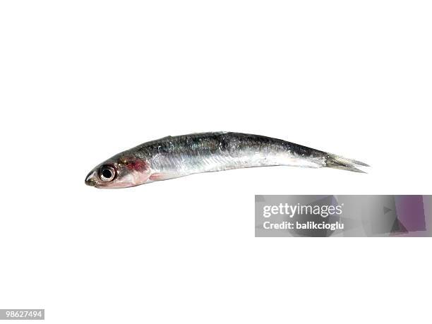 fish - anchovy fotografías e imágenes de stock