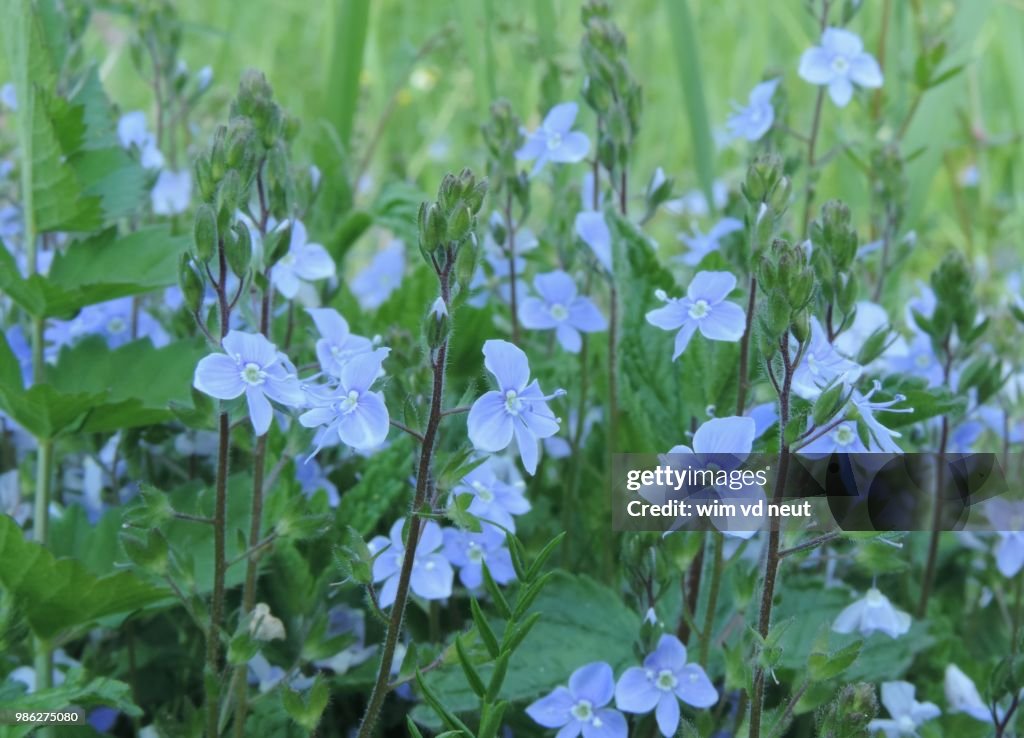A Dutch flower ereprijs