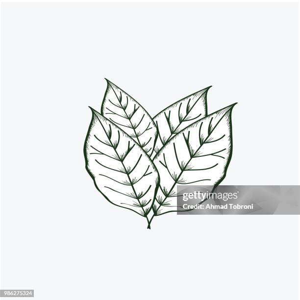leave tobacco vector template design - tobacco leaf stock illustrations