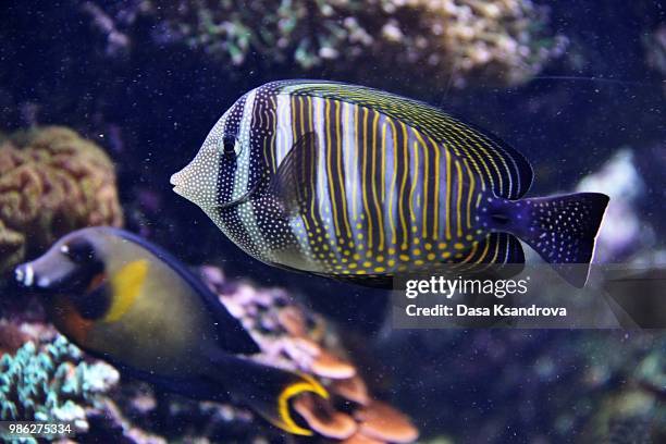 underwater - doktorfisch stock-fotos und bilder