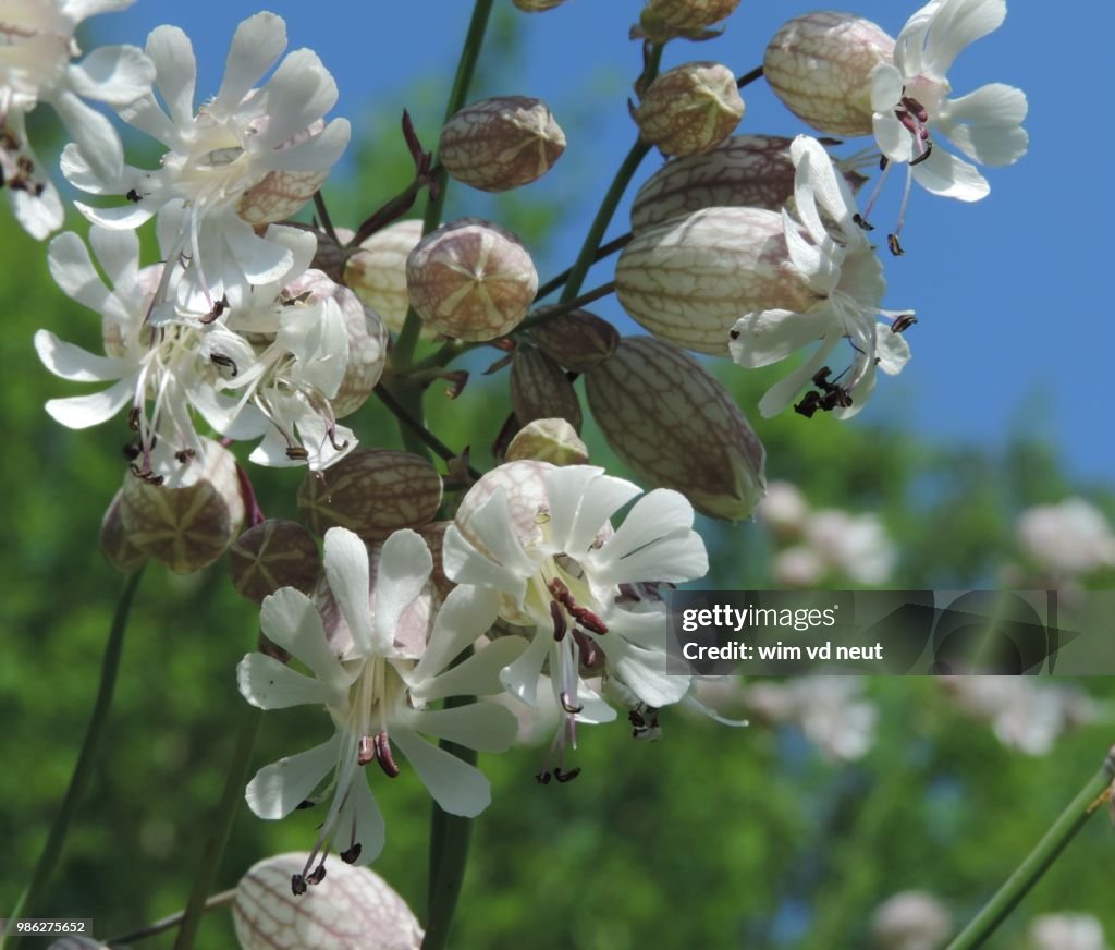 A dutch flower, blaassiline