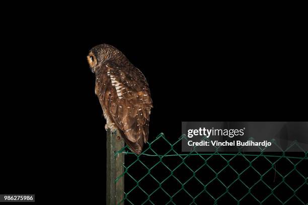 spotted wood-owl hunting - spotted owl bildbanksfoton och bilder