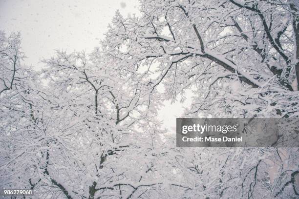 let it snow! - let it snow 個照片及圖片檔