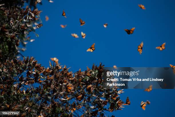 monarch butterflies in mexico. - monarchfalter mexiko stock-fotos und bilder