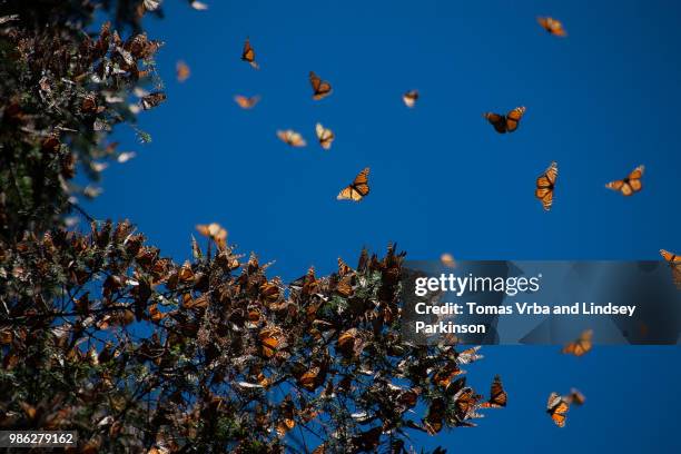 monarch butterflies in mexico. - monarch butterfly imagens e fotografias de stock
