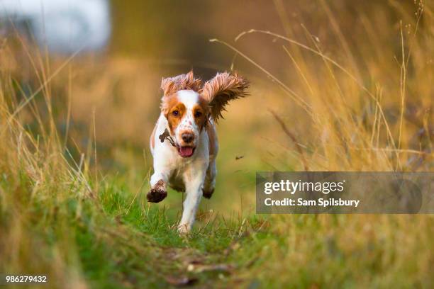 rosie - spaniel stock pictures, royalty-free photos & images