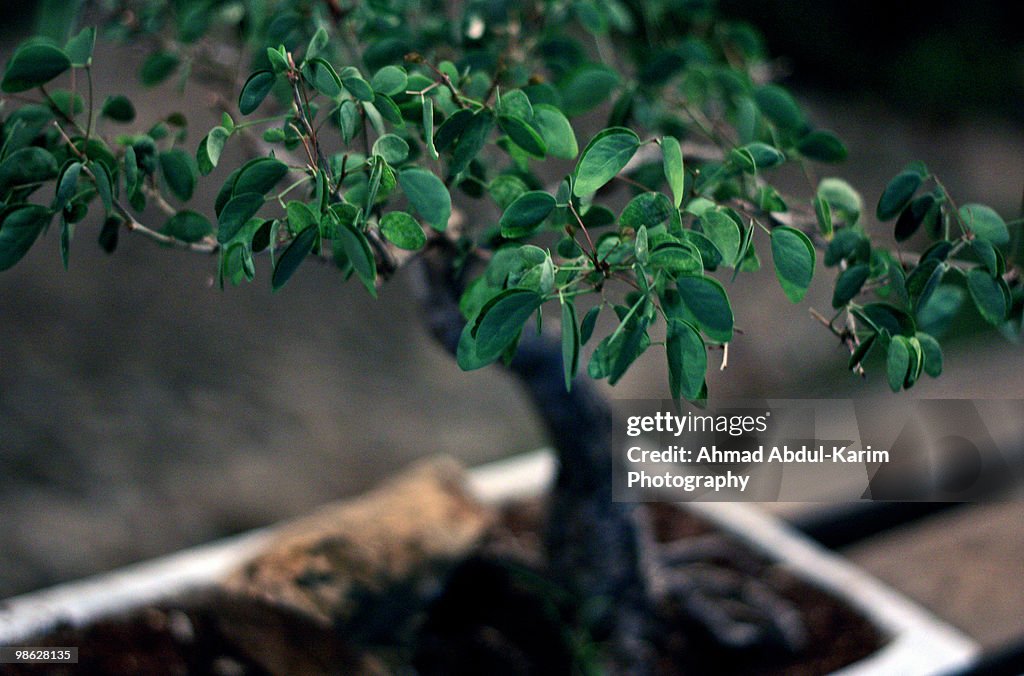 Bonsai  