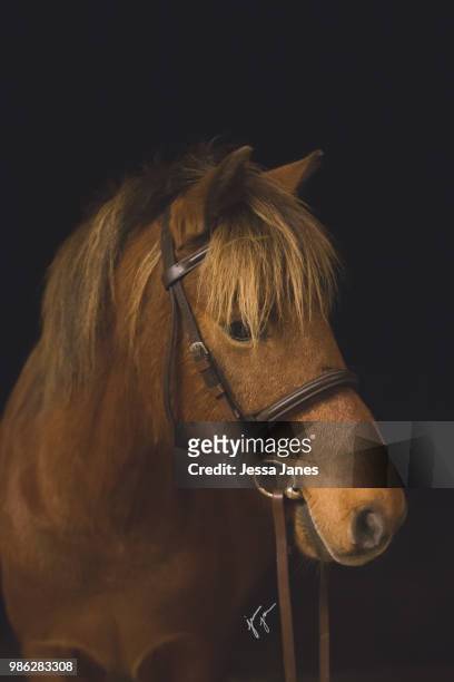 classy pony - jessa stock pictures, royalty-free photos & images
