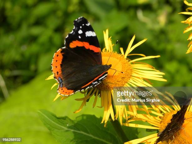 serching honey-dew 2 - mariposa numerada fotografías e imágenes de stock