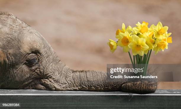 daffodil admirer - animal trunk stock pictures, royalty-free photos & images