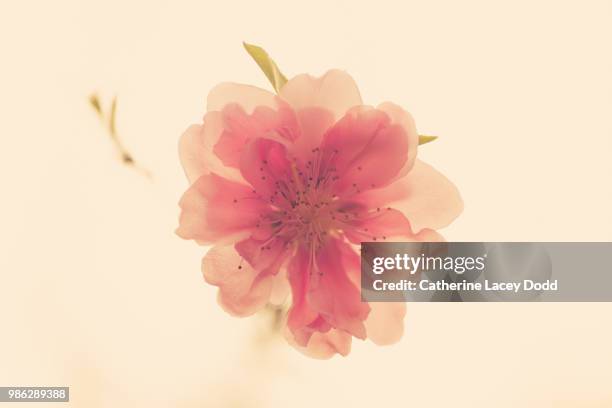 peach blossom - fiore di pesco foto e immagini stock