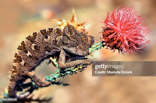 whats up !!! - squamata - fotografias e filmes do acervo