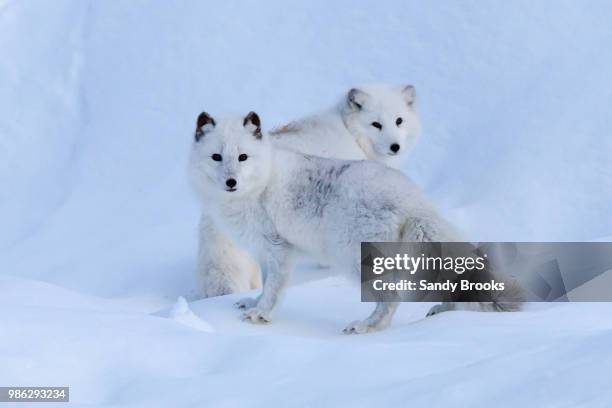 arctic fox pair - arctic fox stock pictures, royalty-free photos & images