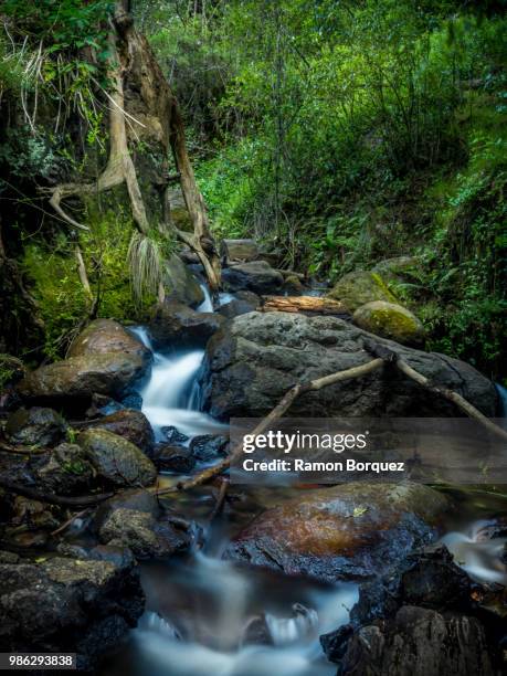 rio en el desierto de los leones - desierto stock pictures, royalty-free photos & images