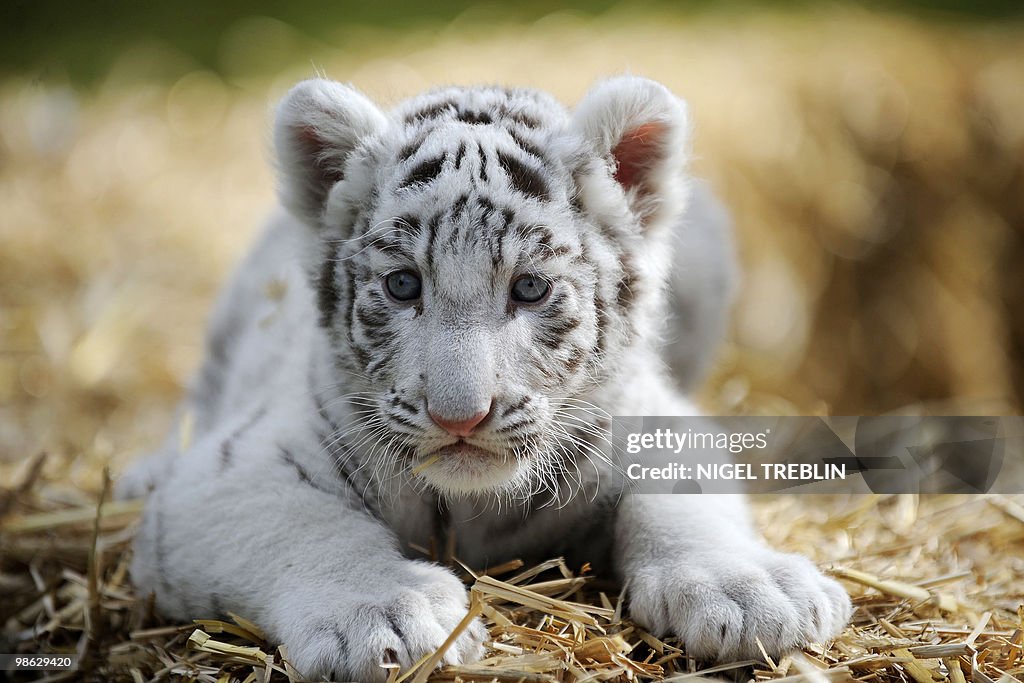 A six-week-old white tiger baby sits in