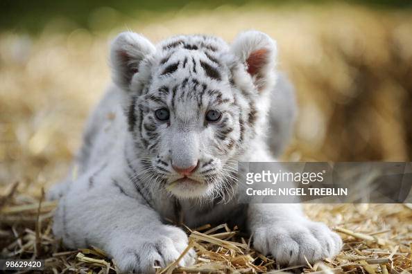 white baby tiger