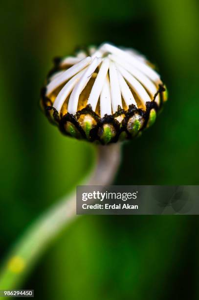 chamomile... - akan stock-fotos und bilder