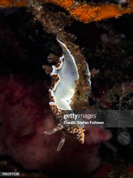 twister - twister stock-fotos und bilder