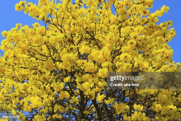 yellow pui - ake stock pictures, royalty-free photos & images
