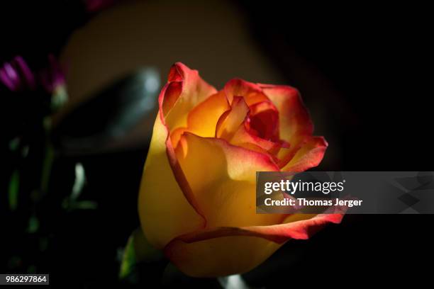 red edged rose eight - edged stock pictures, royalty-free photos & images