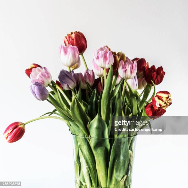 the tulips with ambient light. - ambient bildbanksfoton och bilder